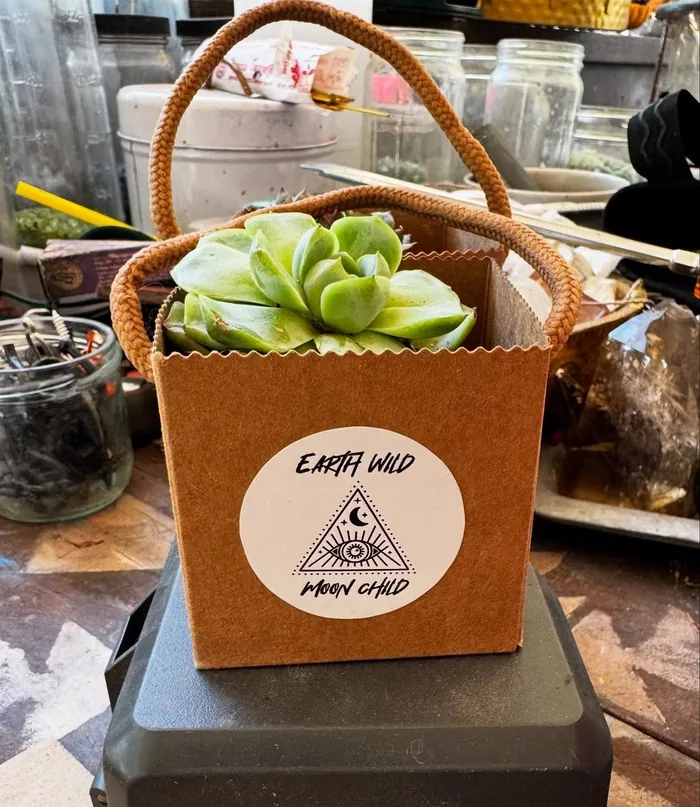 Succulent gift box with the Earth Wild Moon Child label